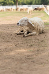 Fototapeta premium Sheep in farm