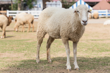 Sheep in farm