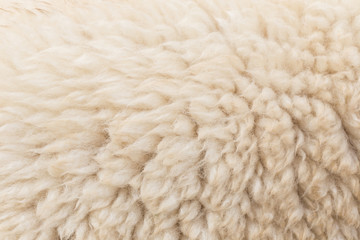 Wool sheep closeup