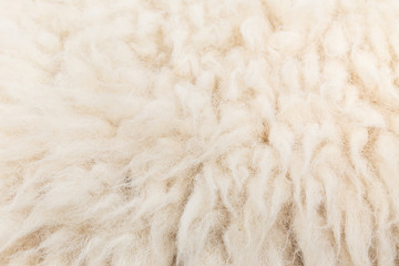 Wool sheep closeup