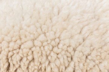 Naklejka premium Wool sheep closeup