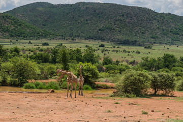 Giraffe, Pilanesberg national park. South Africa.