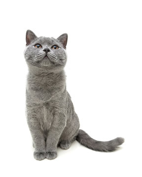young gray cat sitting isolated on white background background