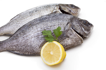 bream isolated