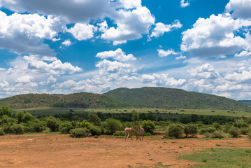 Fototapeta na wymiar Giraffe, Pilanesberg national park. South Africa.