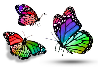 Three color butterflies, isolated on white background