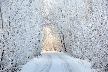 Winter road in snowy forest landscape