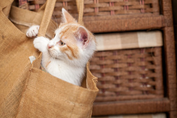 Cat in bag