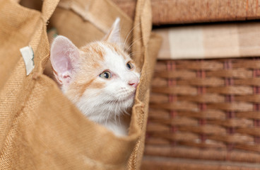 Cat in bag