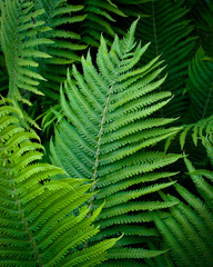 Fern leaves