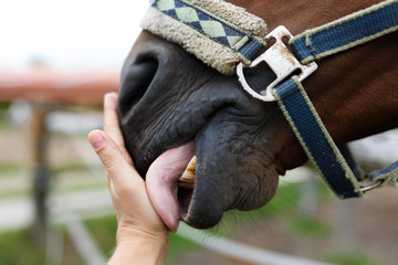 Muzzle of horse and human hand