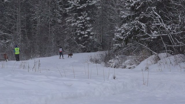 Skijoring in Karelia on stage of the World Cup