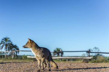 Mountain Fox on El Palmar National Park, Argentina
