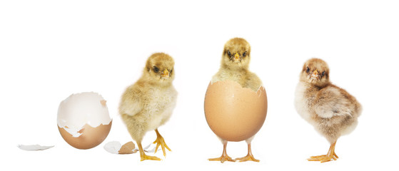 drei Kueken schluepfen