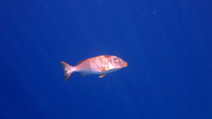 Solitary big fish, Red Sea, Egypt