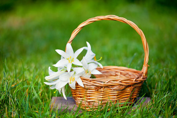 Fototapeta na wymiar Basket with lily flowers on the grass