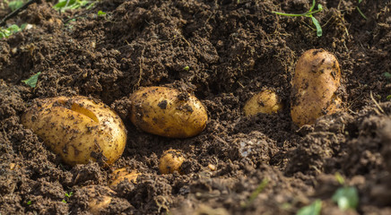 Fresh potatoes in the ground