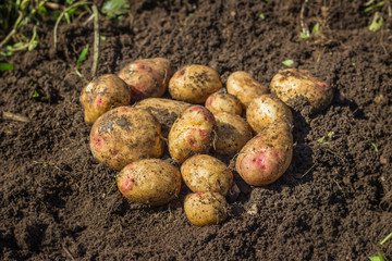 Fresh potatoes on the ground