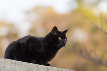 のらねこのいる風景