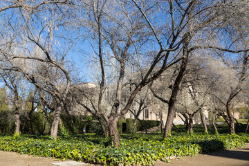 Fototapeta premium trees in winter