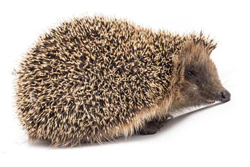 Istrice isolato su sfondo bianco