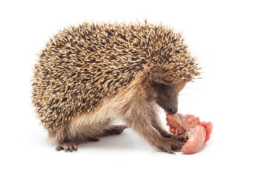 Riccio isolato su sfondo bianco che divora della carne cruda
