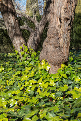 tree trunks and leaves