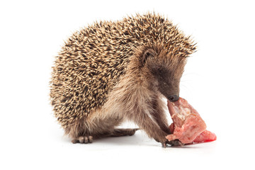 Riccio isolato su sfondo bianco che divora della carne cruda