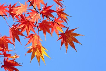 紅葉