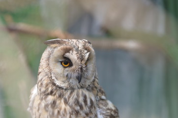 Eagle-owl bird