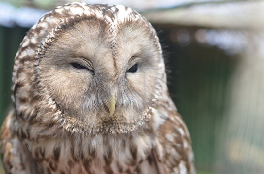 Owl bird