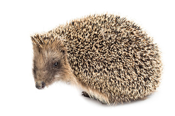 Istrice isolato su sfondo bianco