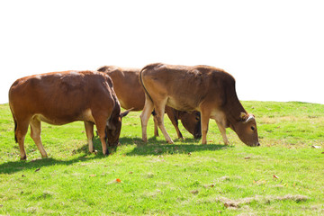 Obraz premium cows eating grass