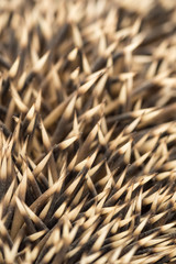 Riccio particolare degli aculei