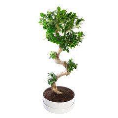 Bonsai tree isolated on white