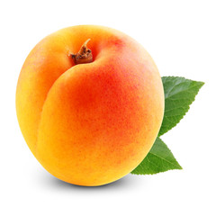Apricot