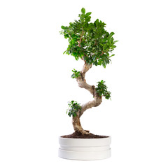 Ficus microcarpa ginseng tree isolated on white