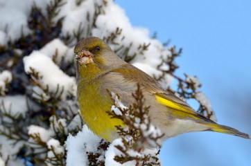 greenfinch outdoor (carduelis chloris)