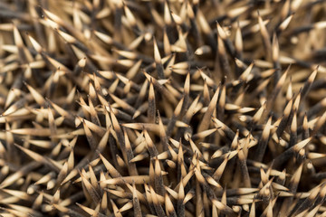 Riccio particolare degli aculei