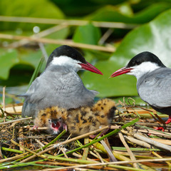 common tern feeding its chicks  (sterna hirundo)