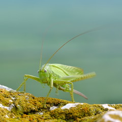 great green bush-cricket (tettigonia viridissima)