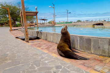 sea lion in san cristobal galapagos islands