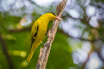 Lovely Black-naped Oriole (Oriolus chinensis)  on the branch
