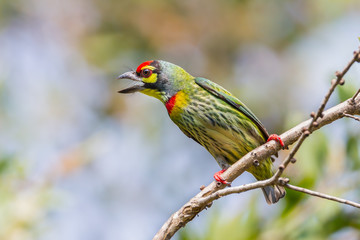 Coppersmith Barbet on the branch