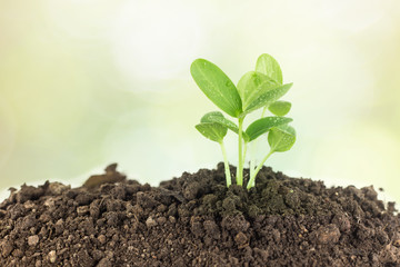 Young plants growing  on soil against nature