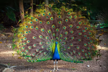 Abwaschbare Fototapete Pfau Wild Peacock geht mit Feathers Out in den dunklen Wald