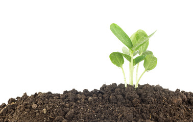 Young plants growing  on soil against white