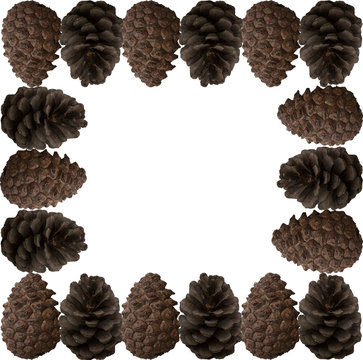 pine cones