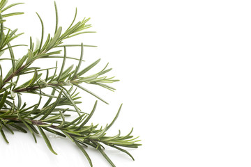 Obraz premium Rosemary.