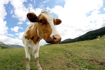 Fototapeta na wymiar cow grazing shot with fisheye lens and clouds